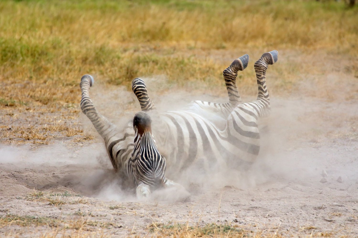 animal-nature-wildlife-africa-mammal-zebra-african-kenya-plains-zebra-amboseli-national-park_t20_LJppa7
